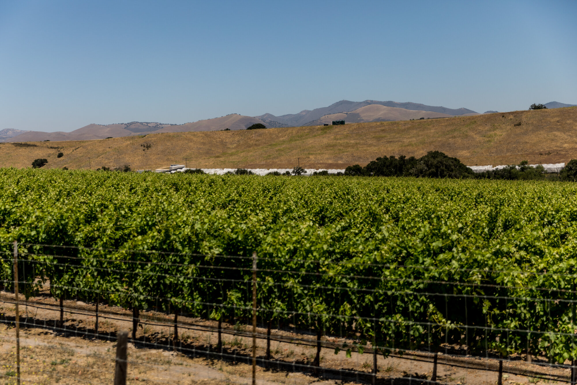 Santa Maria Valley AVA vineyard