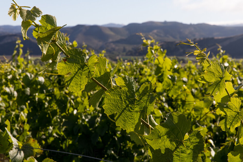 Santa Rita Hills AVA vineyard