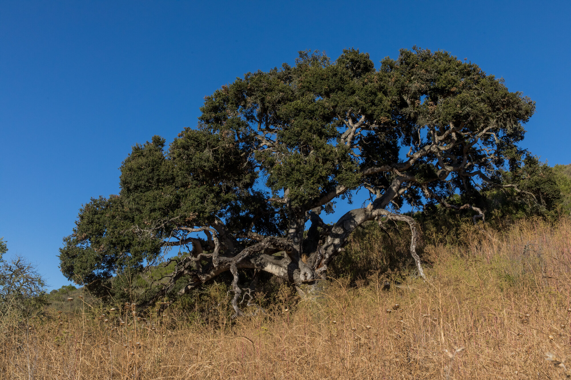 A magnificent California oak