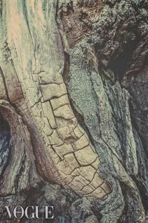 "TREE SPINE 01D" - Published on VOGUE.IT