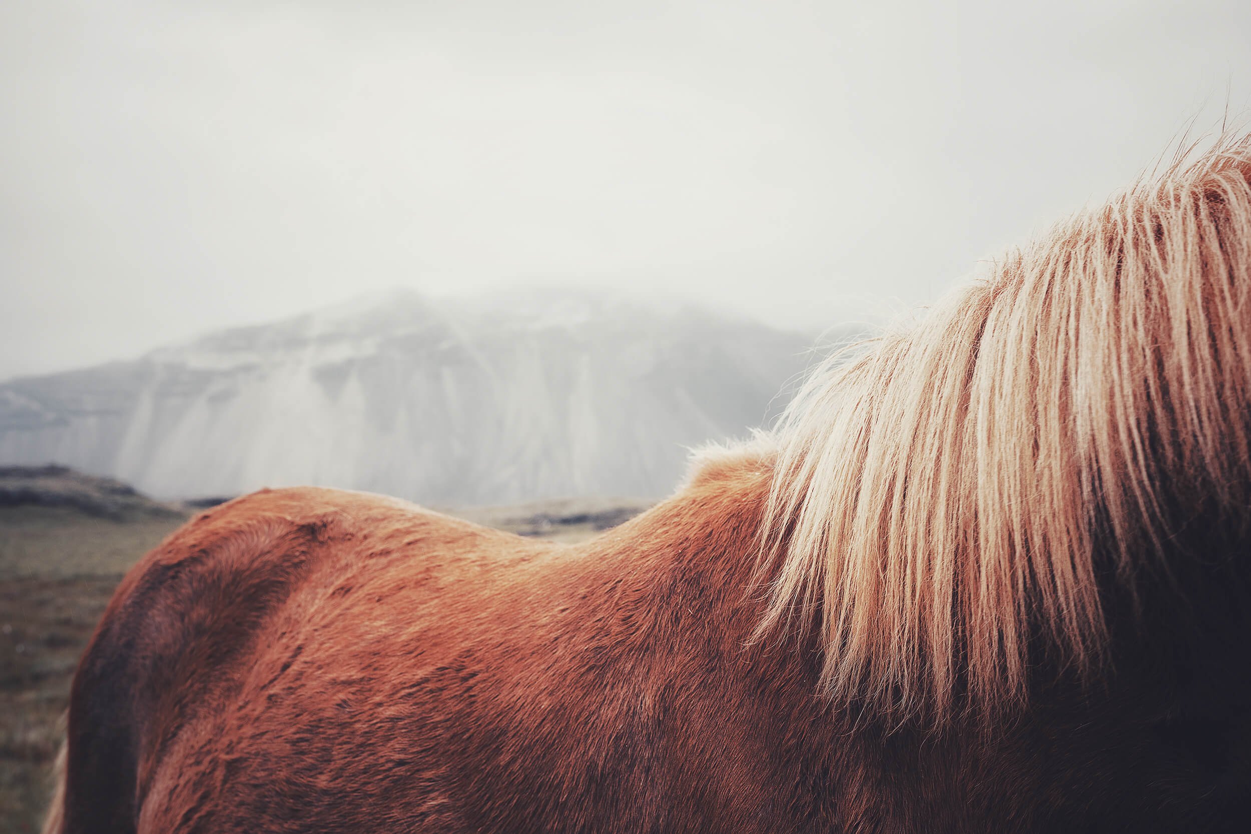 BACK STORY (Icelandic Horse)