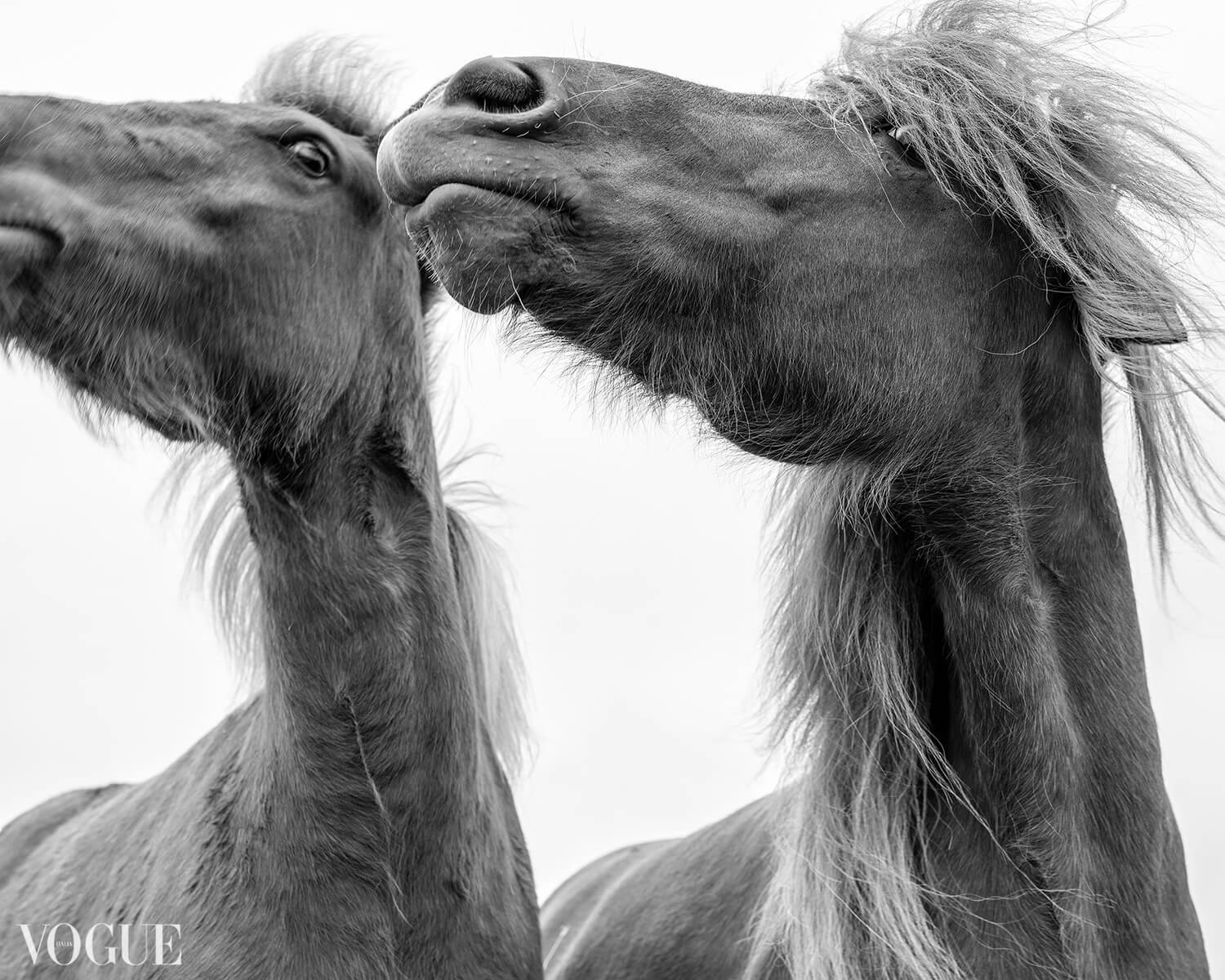 DUET (Icelandic Horses)