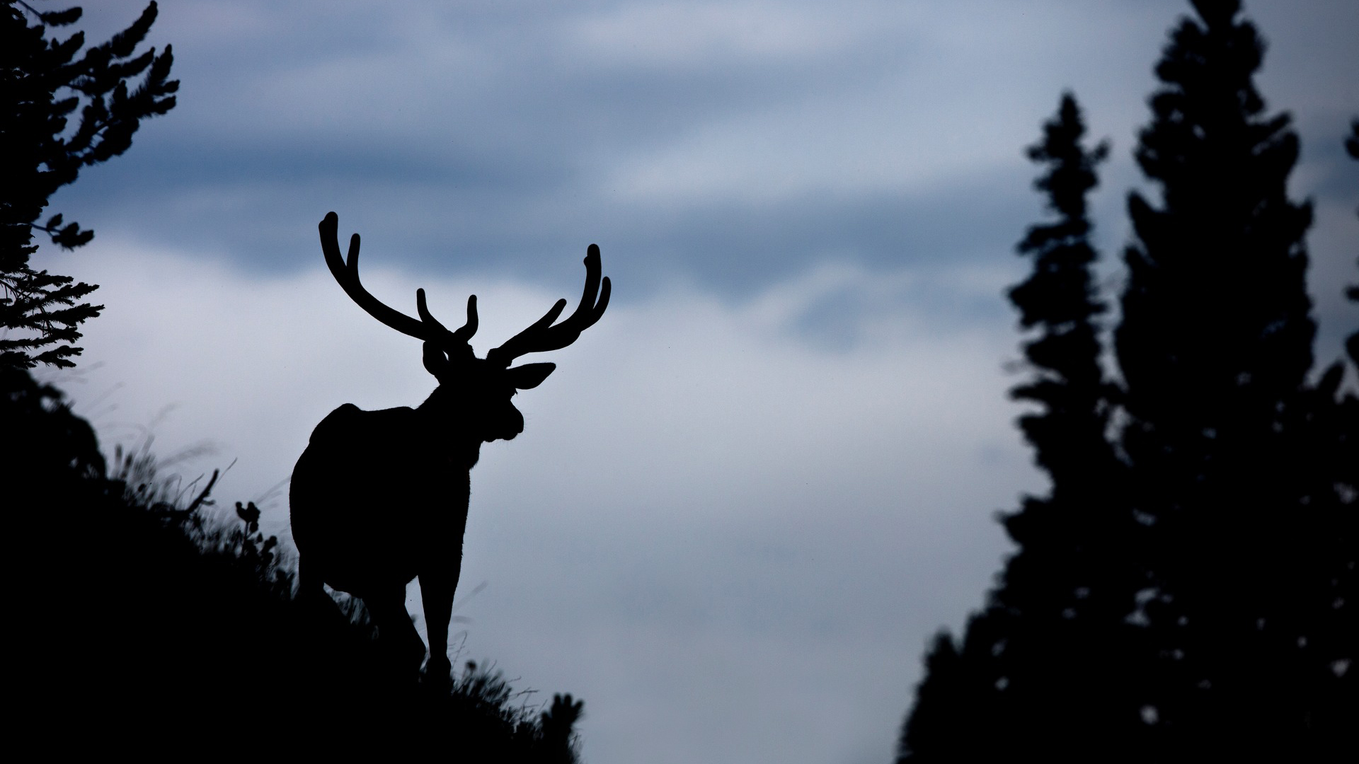 ARS_RMNP_0613_0249.jpg