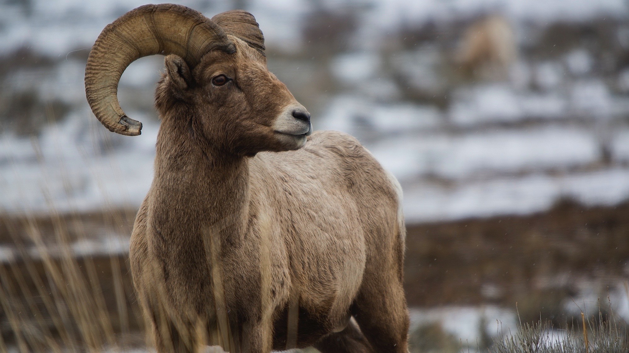 Lone Big Horn Sheep in the snow near Jackson, WY