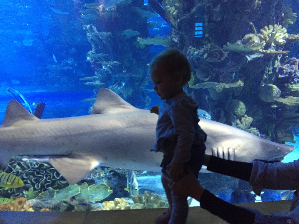 Shark hunter