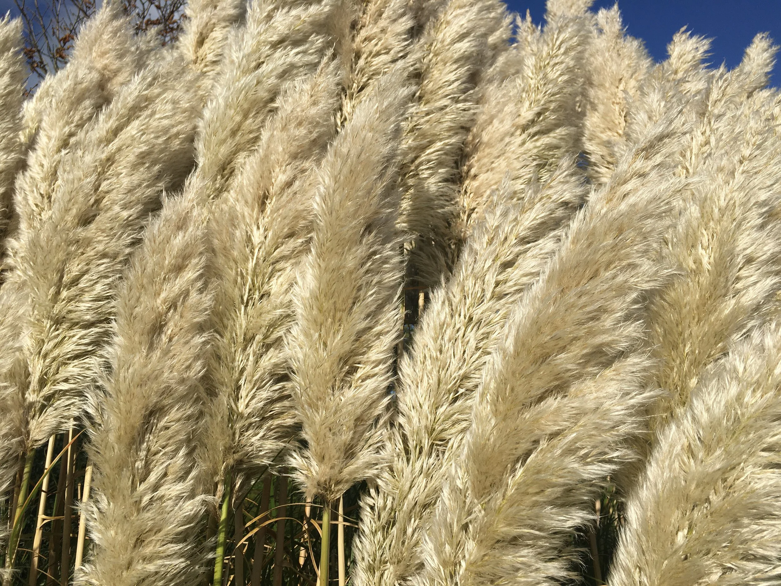 Willows in Calais, France