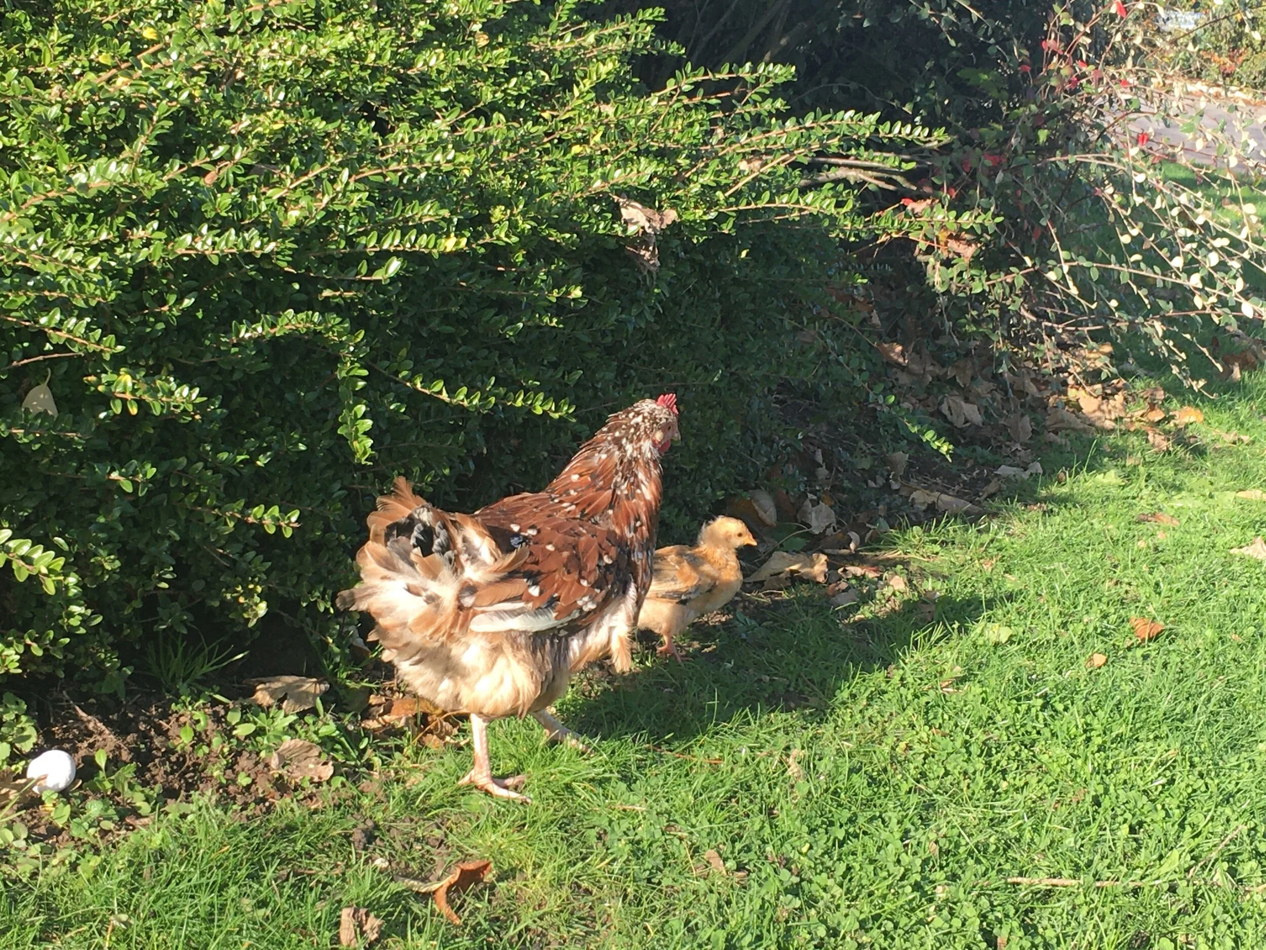 Hotel residents in Calais, France where I was back for a client workshop