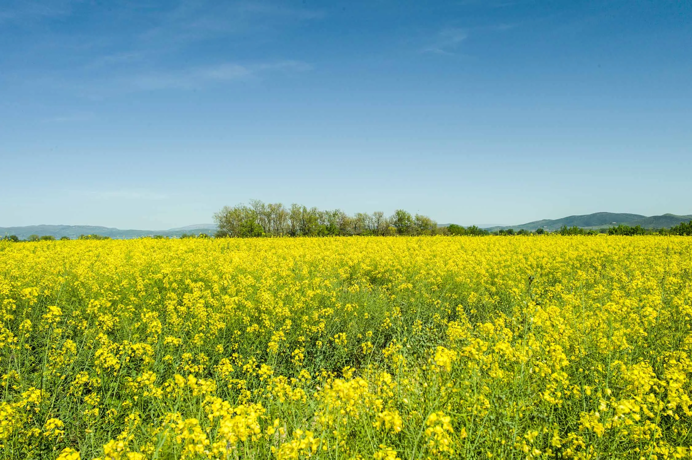 CopelandOutside-15.jpg