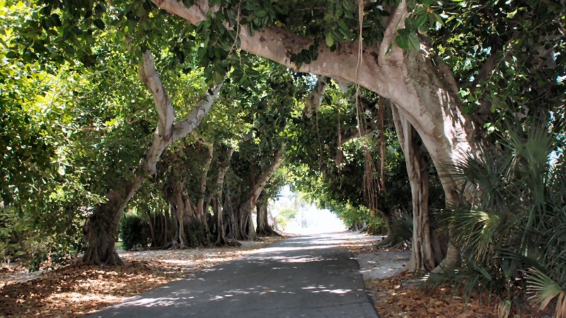 The Palm Event Vintage Rallye will drive through beautiful scenery and winding roads lined with majestic Banyan trees.