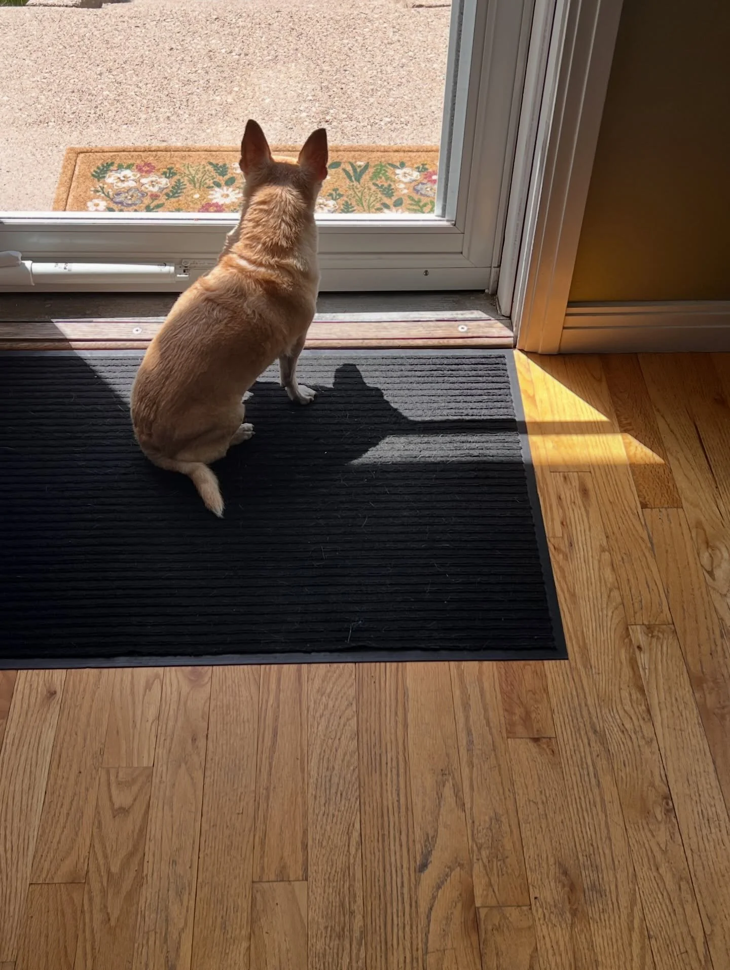 Guess who got a nail trim and a bath today? Guess who&rsquo;s not happy with me? I&rsquo;ll give you a hint, it&rsquo;s not M.