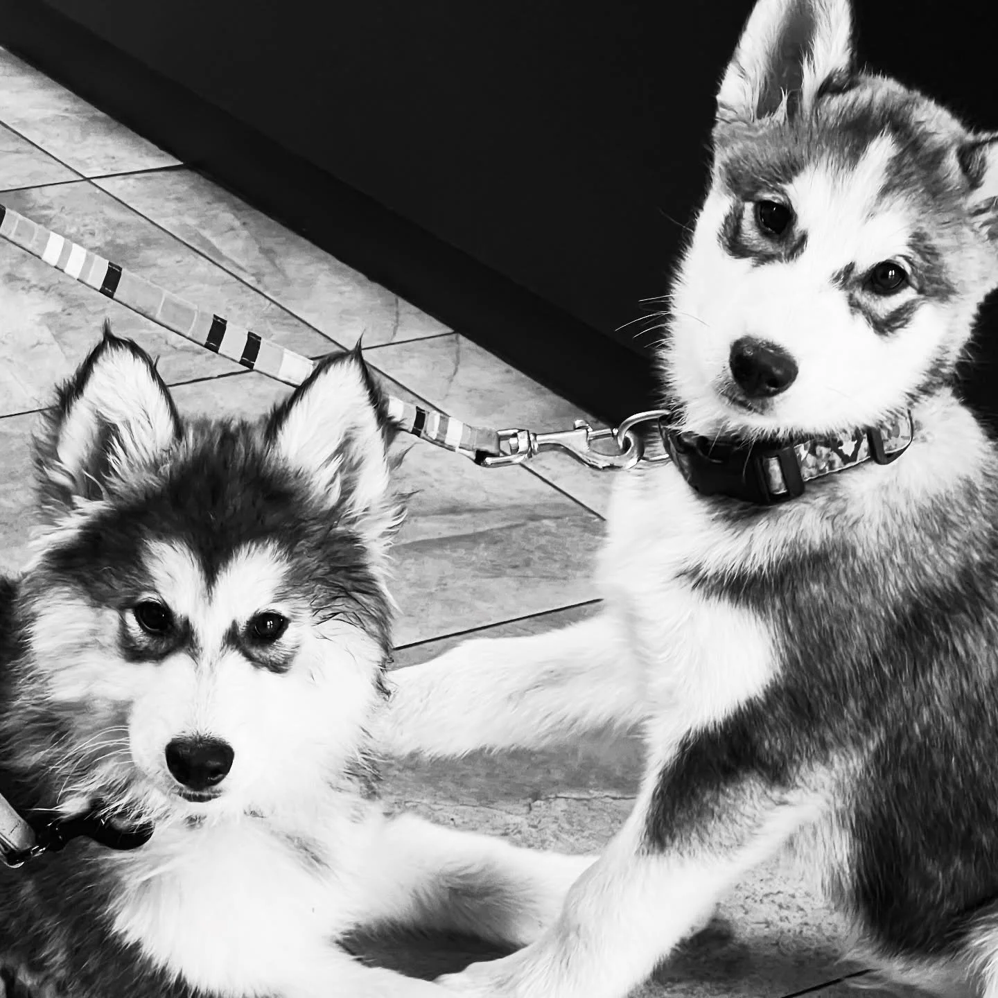 Was at the vet and met these two siblings. Stella wanted nothing to do with them. I however could have snuggled them all day&hellip;