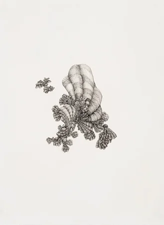 Julia Fernandez-Pol "Mollusk," 2009 ink on paper 30 1/4" x 24 1/4"