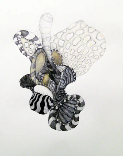 Zebra Anemone , 2009 ink on paper 34 1/4" x 26 3/4"