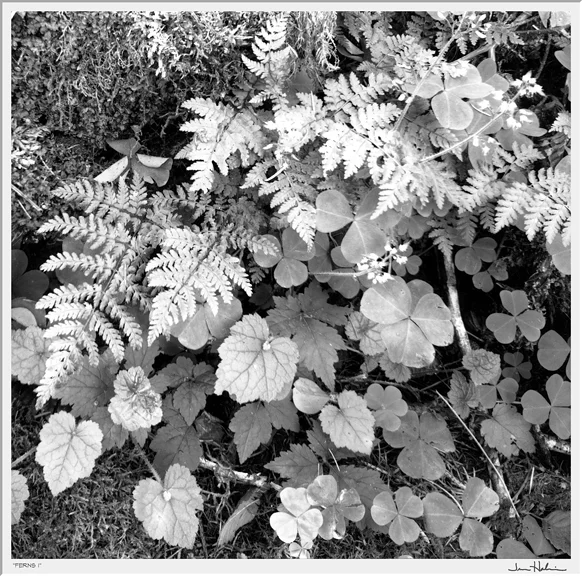 "Ferns II," 2005 black and white photograph, print #4 25 1/8" x 25 1/8"