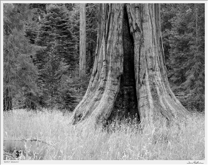 "Burnt Sequoia," 2012 black and white photograph, print #1 25 1/8" x 29 1/8"