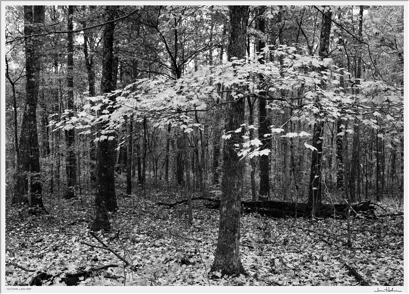"Autumn Leaves," 2006 black and white photograph, print #1 24 1/8" x 29 1/8"