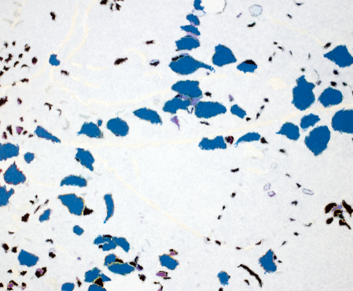 Fredrick Nelson (BIO) , Branches in Snow , 2016, oil on canvas, 47" x 56"