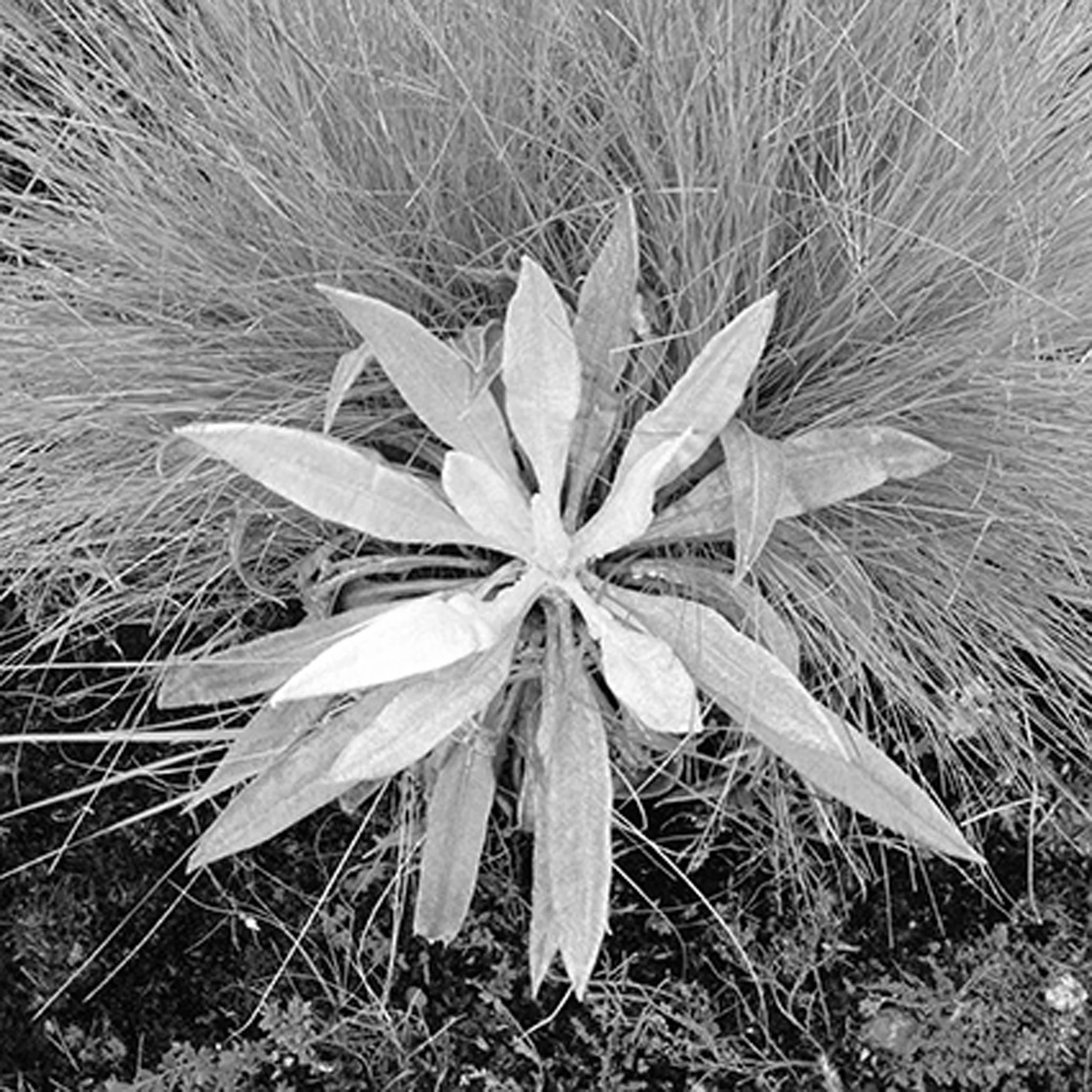 Blanca Botero (BIO) , Acuafactoría 5 , 2014, black and white photography 2/4, 21" x 21"