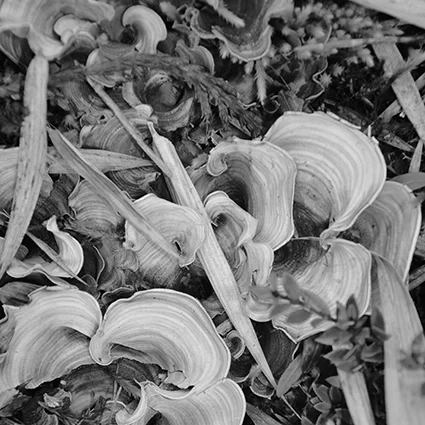 Blanca Botero (BIO) , Acuafactoría 13 , 2014, black and white photography 2/4, 21" x 21"