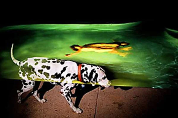Avery Danziger (BIO) , Canine With Twins , 2005, color photography 1/10, 41" x 61"