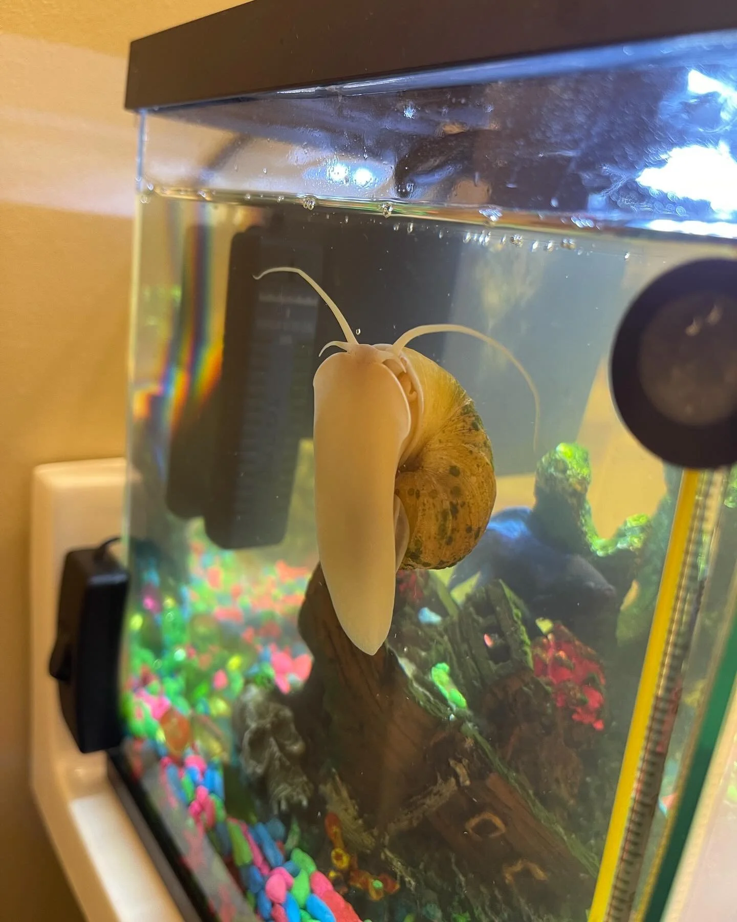 This is a first for me. A family at a school I visited this year told me about Fifi, their pet Snail. So I signed a Whale, Quail, Snail book to her. Today, I got a thank you email with these lovely pics of Fifi enjoying being read to! @hownowbooking 