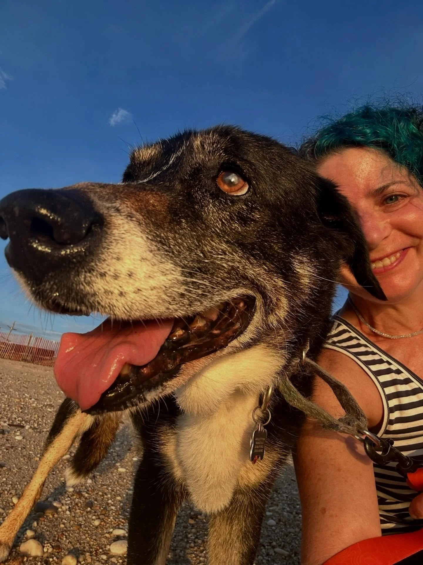 It pains me to write these words, but yesterday our beloved Clover came to the end of her road. We adopted her from Lucky Dog rescue on New Year&rsquo;s Day, 2012, but we were the lucky ones. She was the best dog ever (apologies to Penny and Lucy, bu