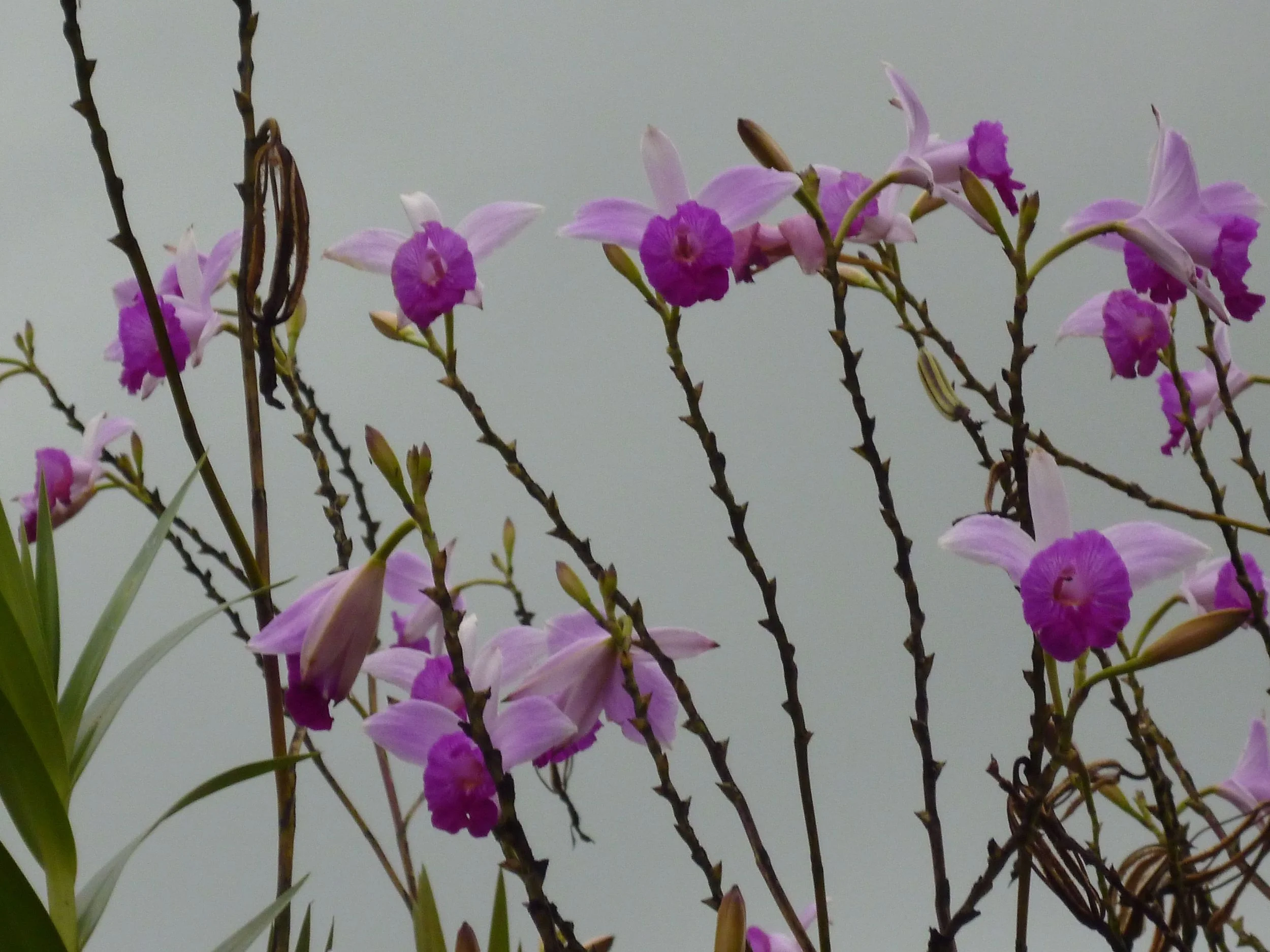 P1000246.jpg