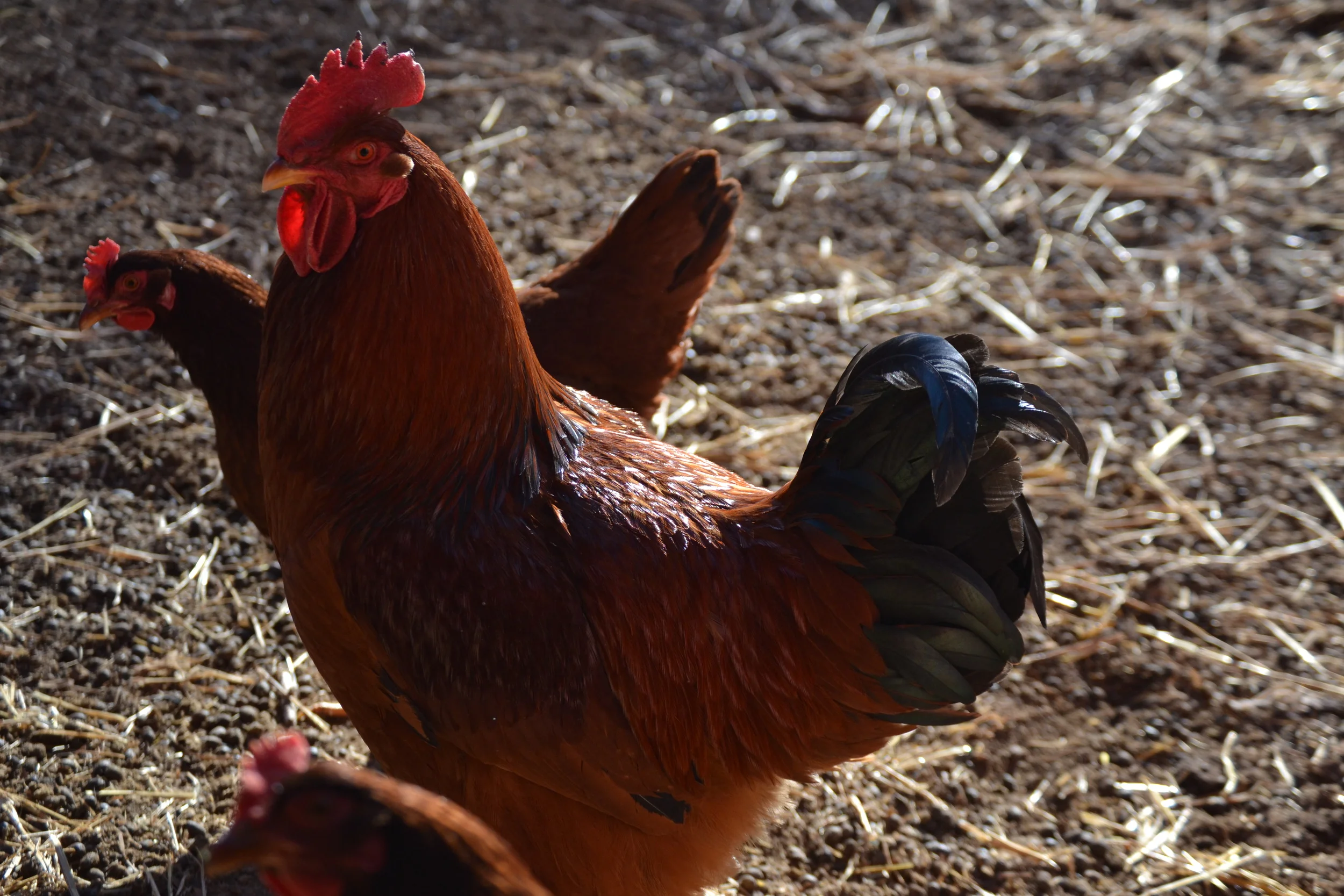 chicken.jpg