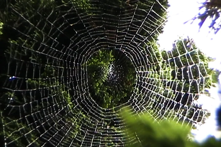cobweb still TNL.jpg