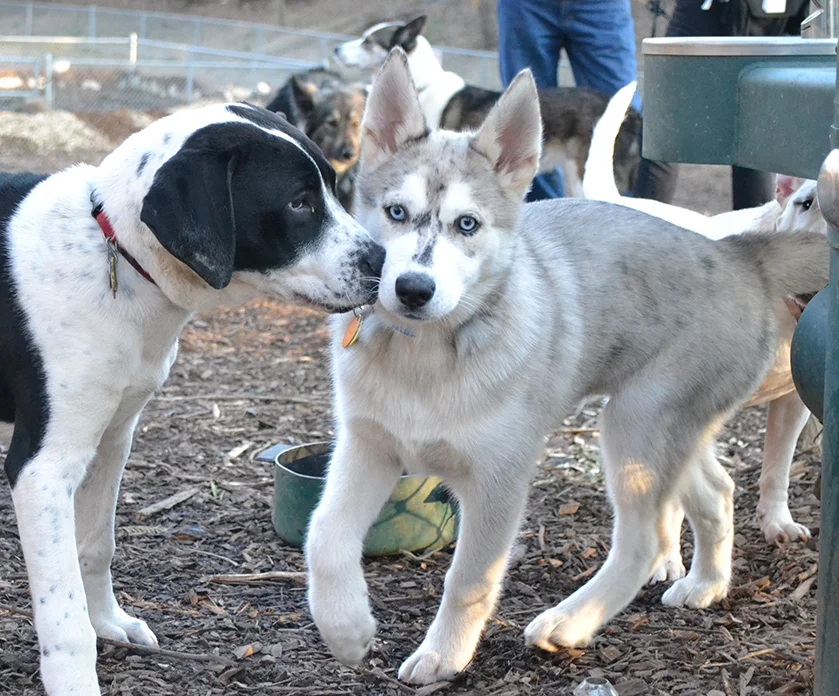 Sputnik Made The Local News!