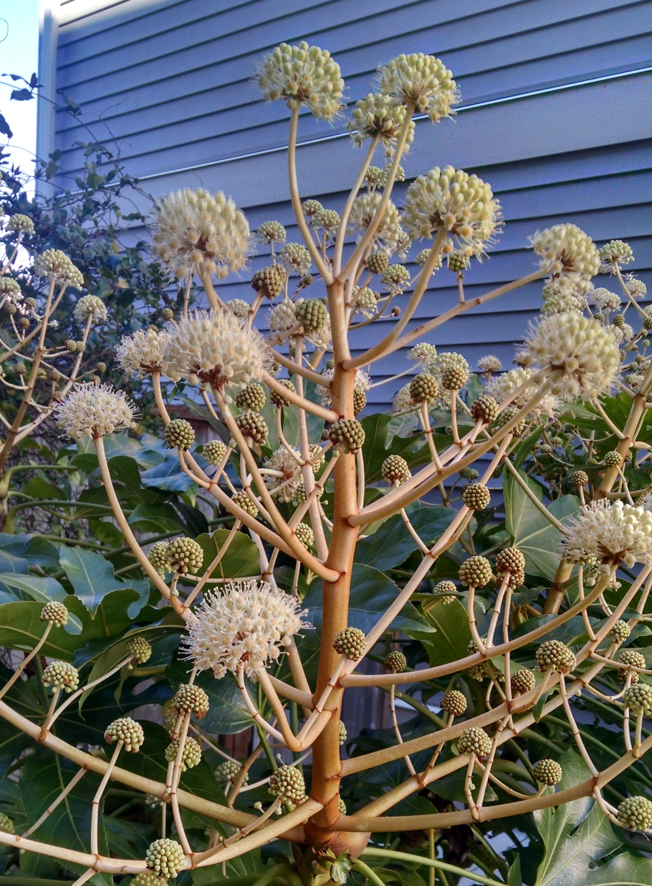 A very strange flower and seed on a beautiful plant - a Japonica I loved. May its new gardener like it as much I did. And take really good care of it.