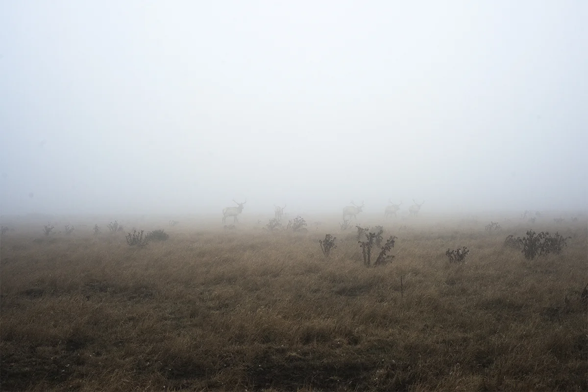 Elk in Fog.jpg