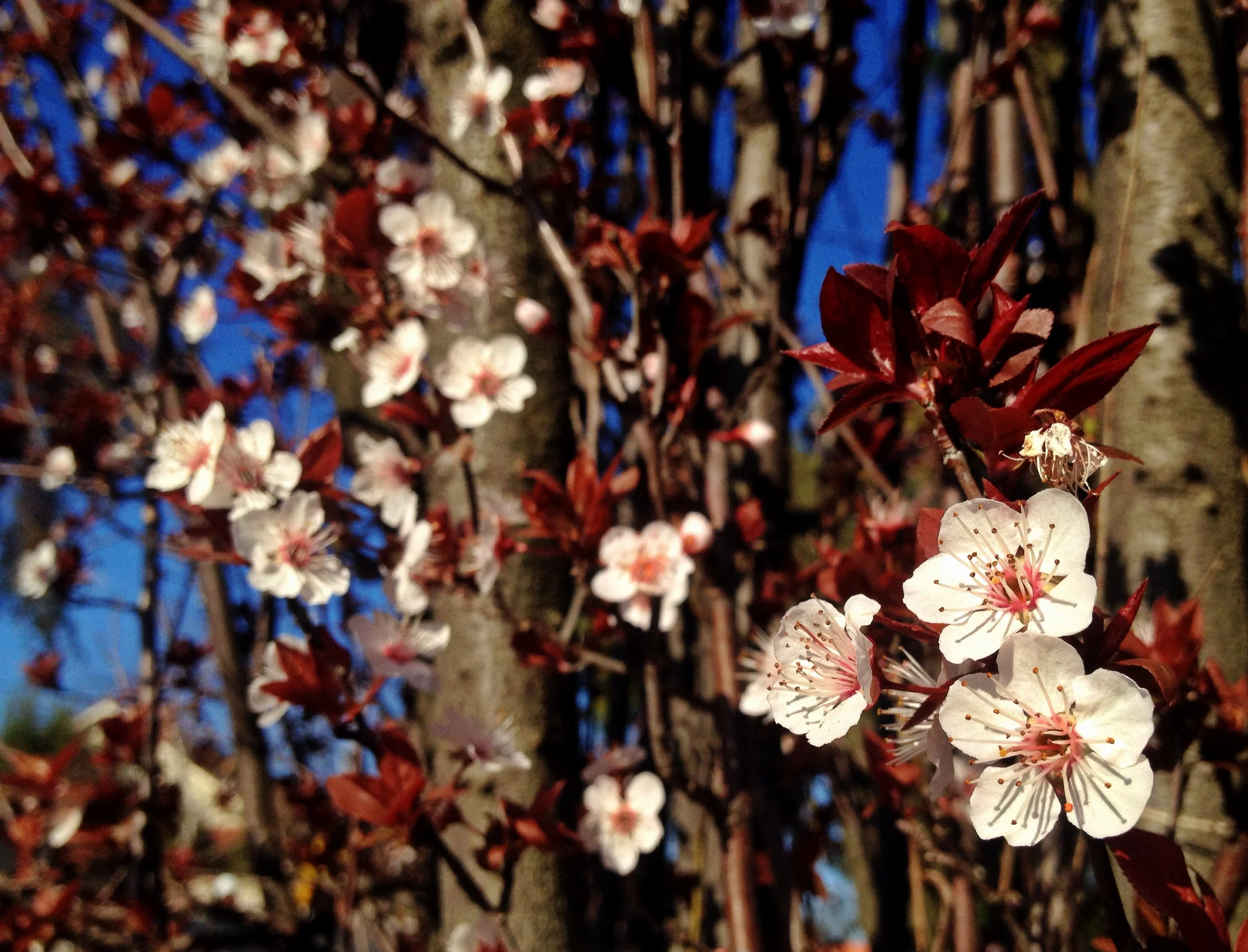 A local cherry plum tree blooms giving way to leaves
