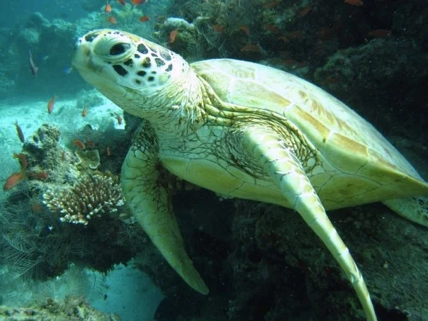 The medicine of wonder