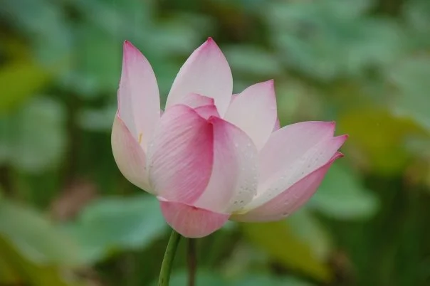 Sweeping out my house