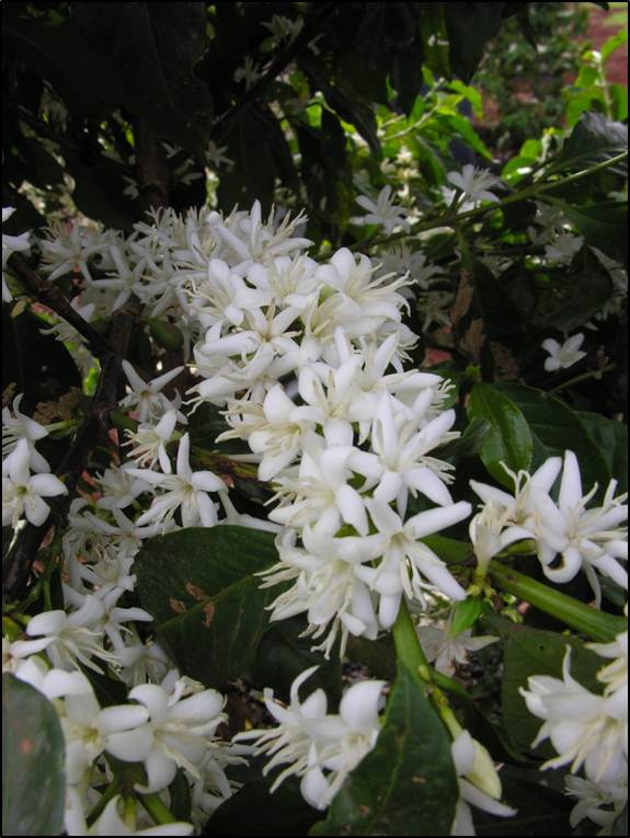 Coffee Flowers.jpg
