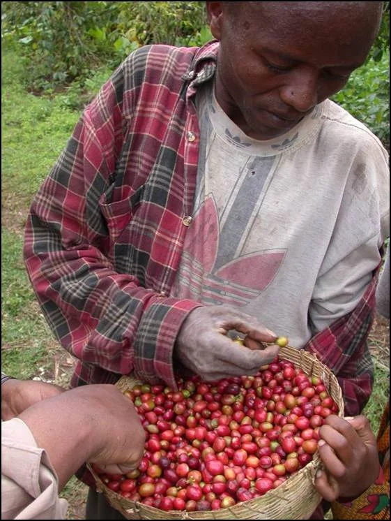 Coffee Picker 2.jpg