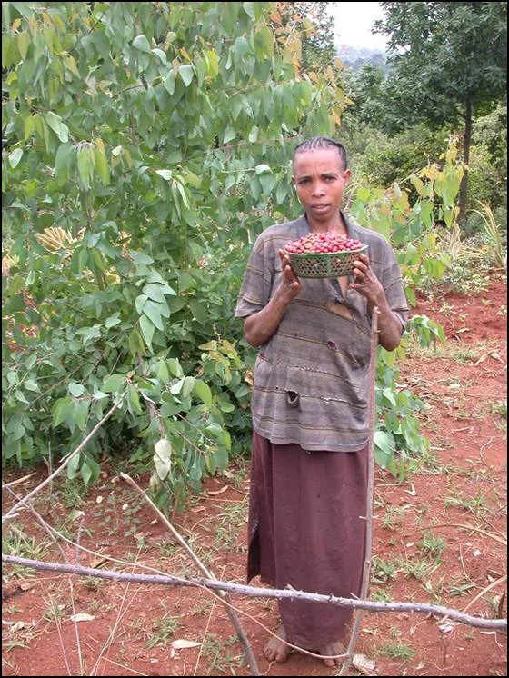 Coffee Picker.jpg