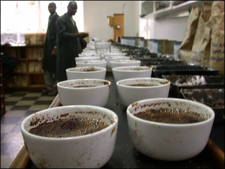 Cupping at Origin.jpg
