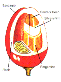 Diagram of Coffee Cherry.gif