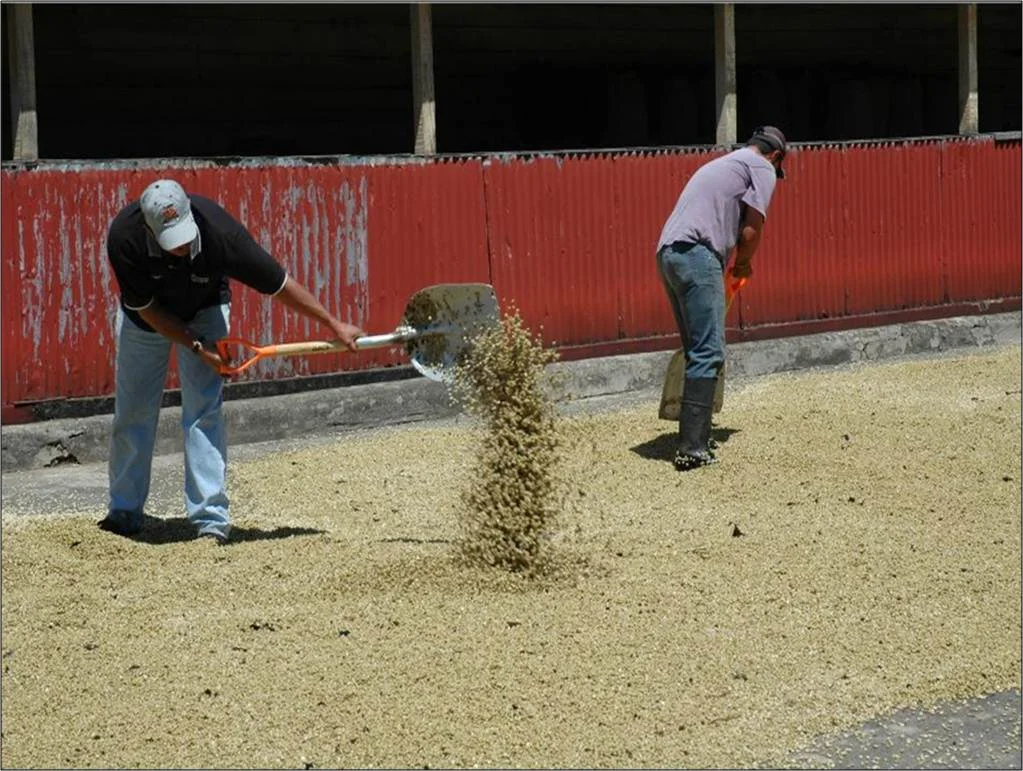 Drying Patio.jpg