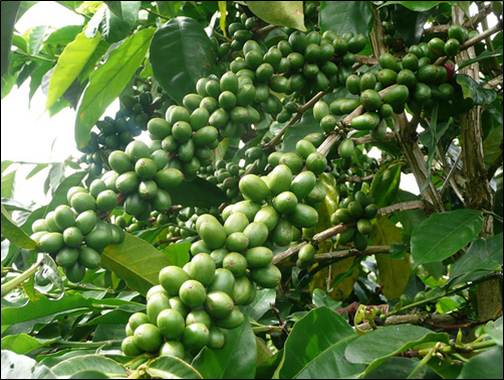 Green Cherry on Tree.jpg