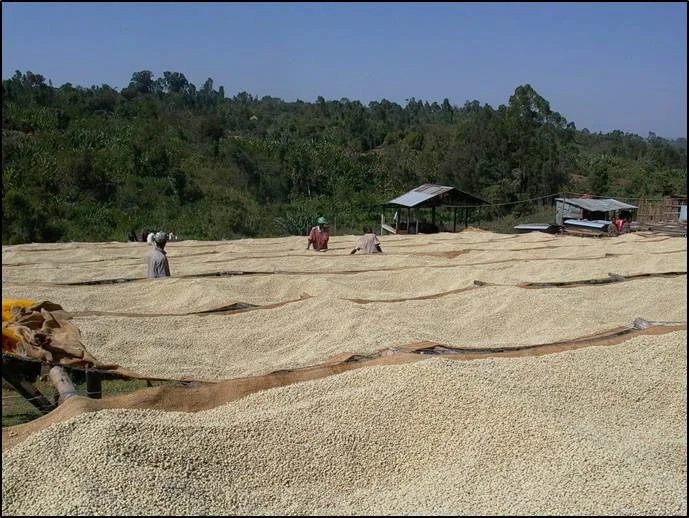 Large-scale drying 2.jpg