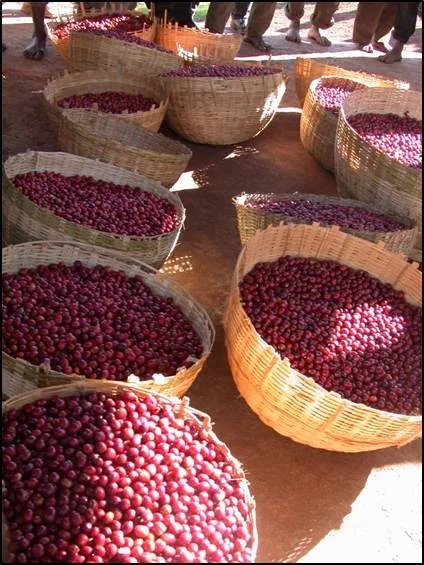 Red Cherry in Baskets.jpg