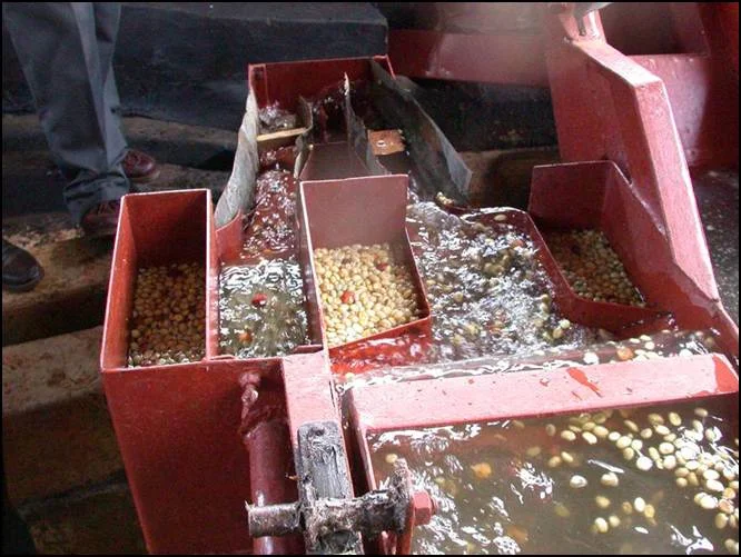 Wet processing.jpg
