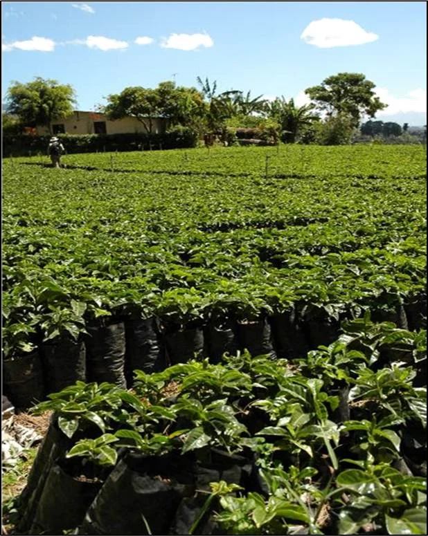 Young Coffee Plants.jpg