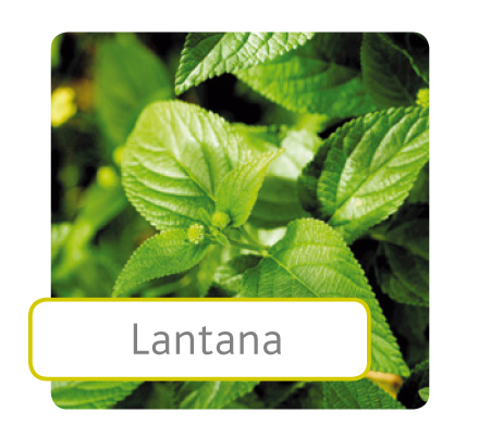 lantana.jpg