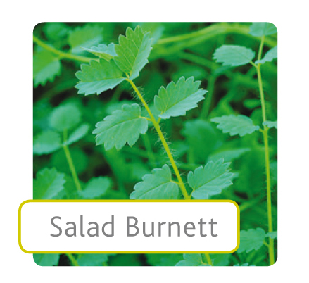 salad-burnett.jpg