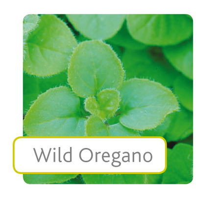 oregano.jpg