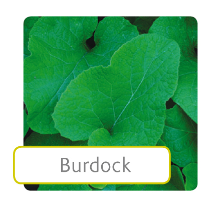 burdock.jpg